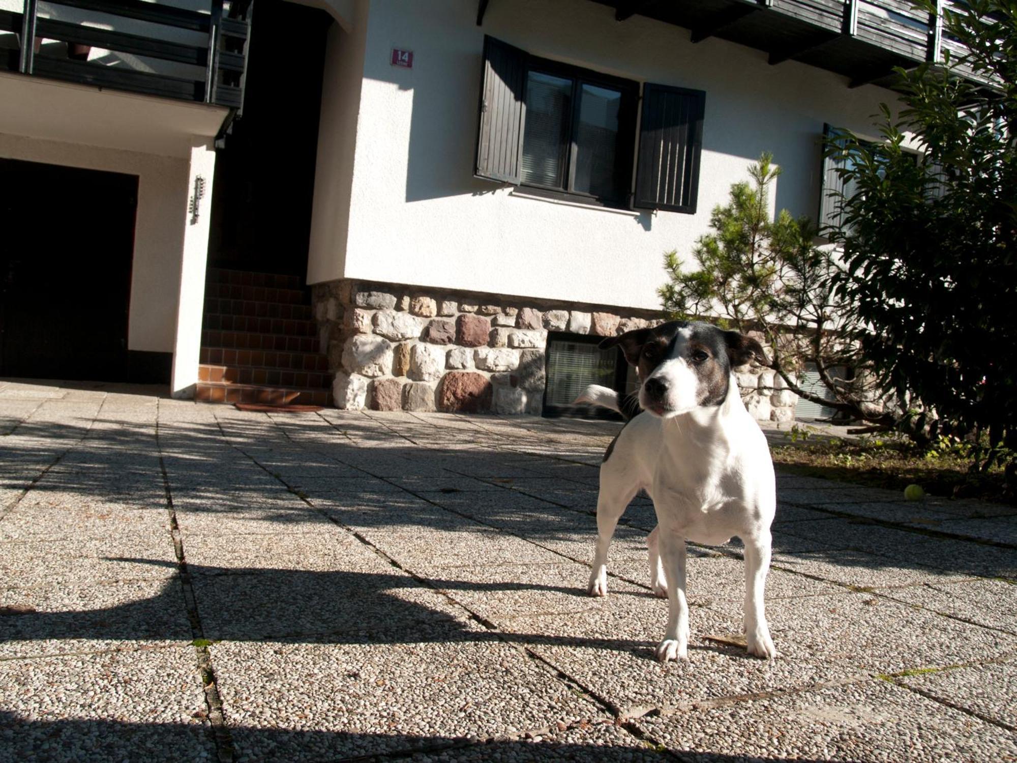 Apartments Otasevic Kranjska Gora Eksteriør bilde